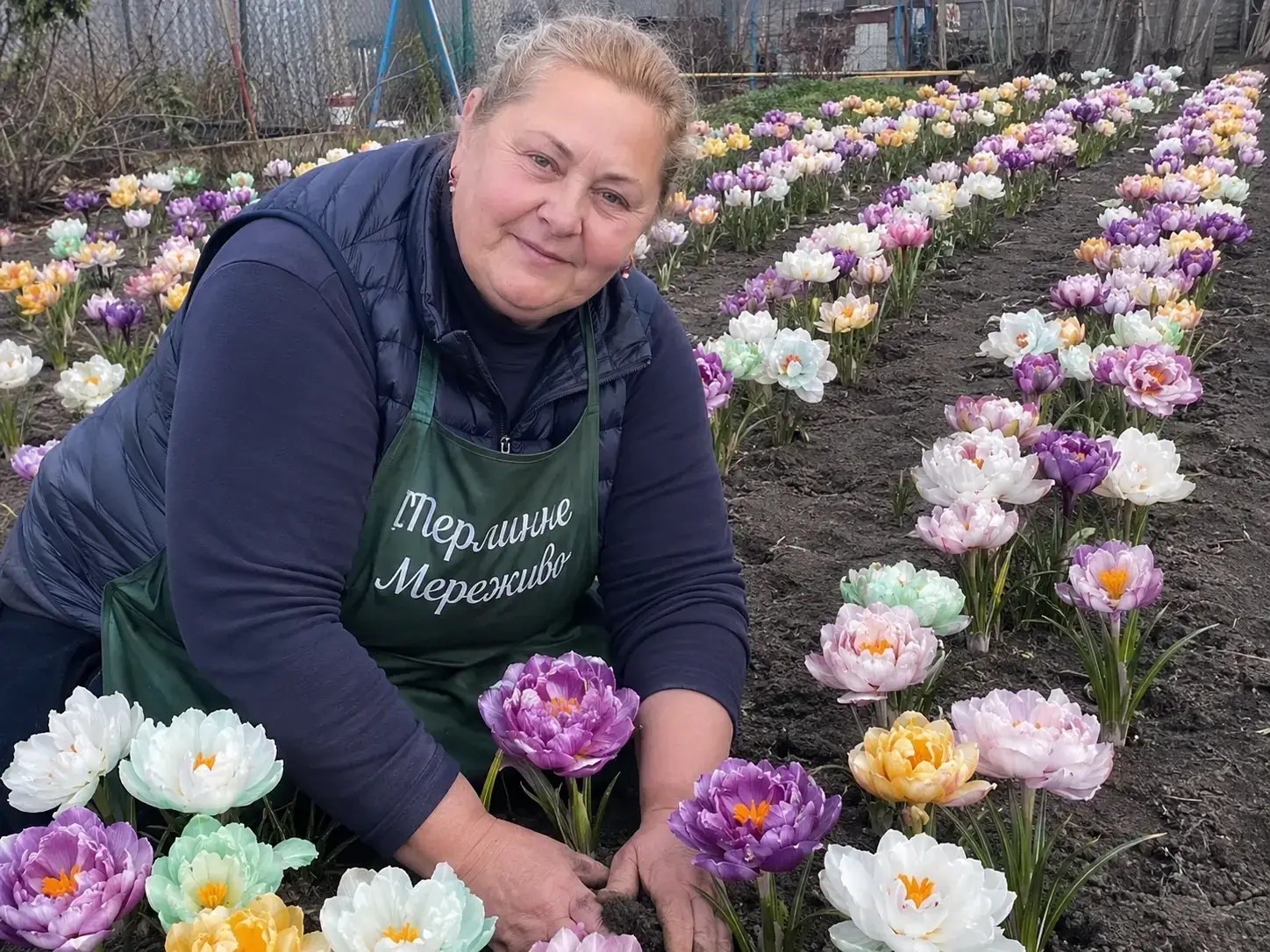 Наш розсадник перламутрових крокусів