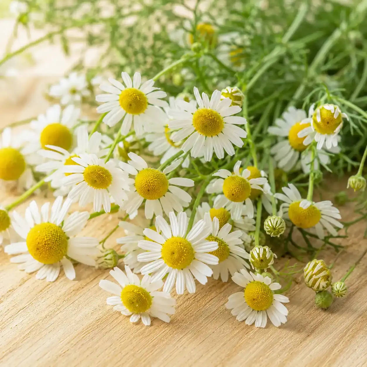 Квітки ромашки