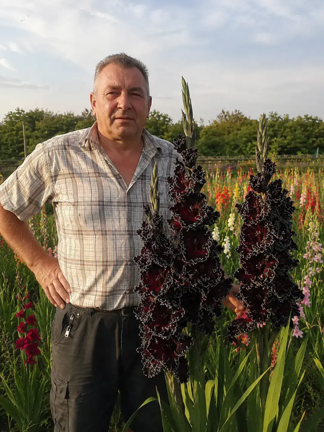 Чорний гладіолус крупним планом