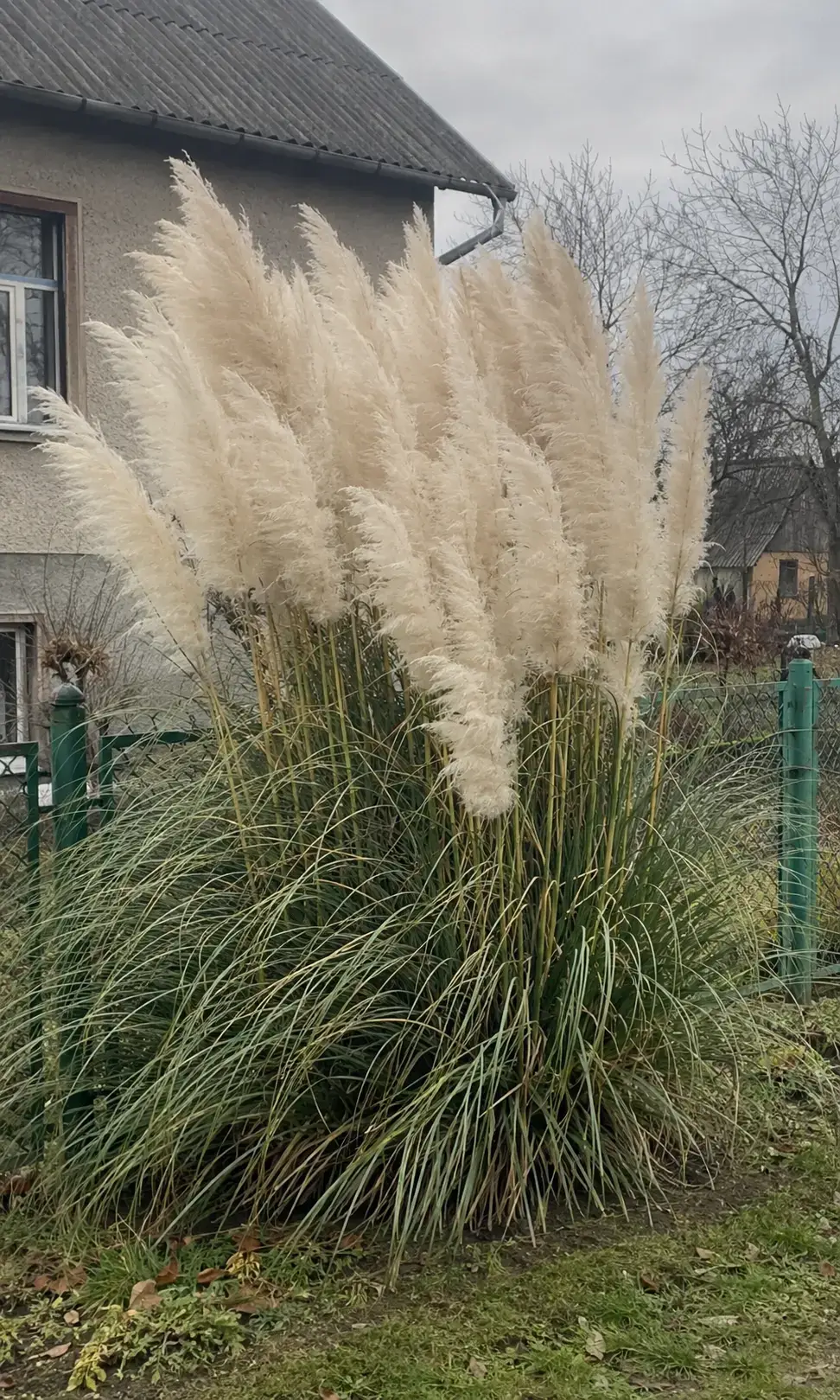 Кортадерія срібляста